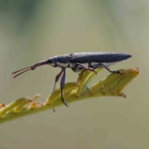 Rhinotia sp. (genus) at O'Connor, ACT - 21 Jan 2023