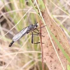 Neosaropogon sp. (genus) at O'Connor, ACT - 21 Jan 2023 11:26 AM