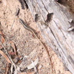 Ctenotus taeniolatus (Copper-tailed Skink) at O'Connor, ACT - 21 Jan 2023 by ConBoekel