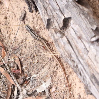 Ctenotus taeniolatus (Copper-tailed Skink) at O'Connor, ACT - 21 Jan 2023 by ConBoekel