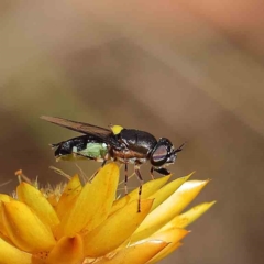 Odontomyia hunteri (Soldier fly) at O'Connor, ACT - 20 Jan 2023 by ConBoekel