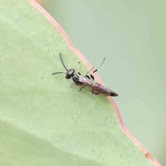 Tiphiidae (family) at O'Connor, ACT - 21 Jan 2023