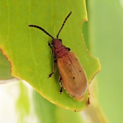 Poneridia macdonaldi (Leaf beetle) at Mount Painter - 27 Feb 2023 by CathB