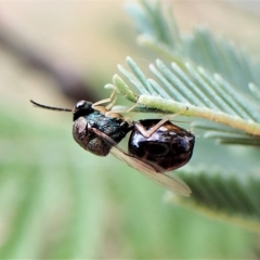 Perilampus sp. (genus) (A Perilampid wasp) at Mount Painter - 28 Feb 2023 by CathB