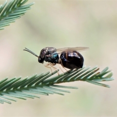 Perilampus sp. (genus) at Cook, ACT - 28 Feb 2023