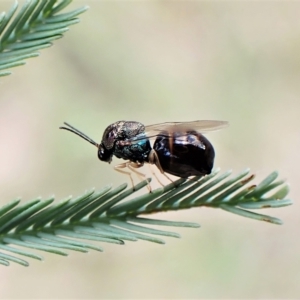 Perilampus sp. (genus) at Cook, ACT - 28 Feb 2023