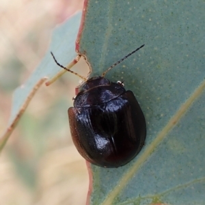 Paropsisterna cloelia at Cook, ACT - 1 Mar 2023