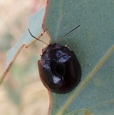 Paropsisterna cloelia (Eucalyptus variegated beetle) at Mount Painter - 28 Feb 2023 by CathB