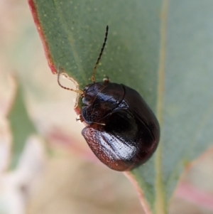 Paropsisterna cloelia at Cook, ACT - 1 Mar 2023