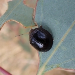 Paropsisterna cloelia at Cook, ACT - 1 Mar 2023