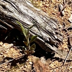 Gomphidae (family) (Hunters & vicetails) at Namadgi National Park - 25 Feb 2023 by KMcCue