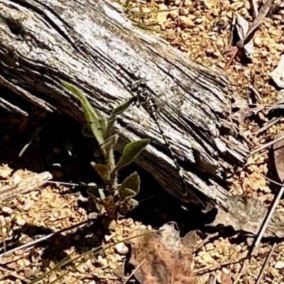 Gomphidae (family) (Hunters & vicetails) at Namadgi National Park - 25 Feb 2023 by KMcCue