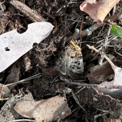 Proteuxoa sanguinipuncta (Blood-spotted Noctuid) at Aranda, ACT - 1 Mar 2023 by KMcCue