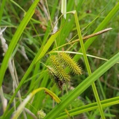 Carex fascicularis (Tassel Sedge) at Lower Cotter Catchment - 28 Feb 2023 by BethanyDunne