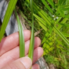 Carex fascicularis at Cotter River, ACT - 28 Feb 2023