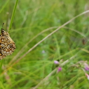 Oreixenica lathoniella at Cotter River, ACT - 28 Feb 2023