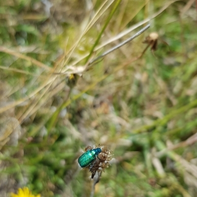 Diphucephala sp. (genus) (Green Scarab Beetle) at Mount Clear, ACT - 1 Mar 2023 by BethanyDunne