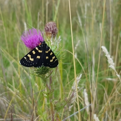 Phalaenoides tristifica (Willow-herb Day-moth) at Mount Clear, ACT - 28 Feb 2023 by BethanyDunne