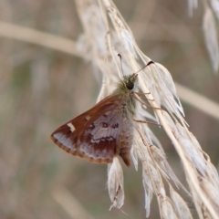 Dispar compacta (Barred Skipper) at Molonglo Valley, ACT - 28 Feb 2023 by CathB
