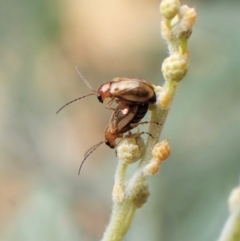 Galerucini sp. (tribe) at Molonglo Valley, ACT - 28 Feb 2023