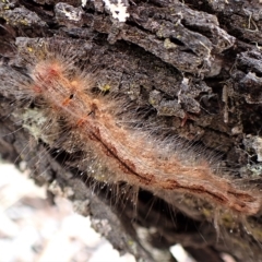 Lasiocampidae (family) immature (Lappet & Snout Moths) at Aranda Bushland - 28 Feb 2023 by CathB