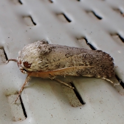 Cryptophasa irrorata (A Gelechioid moth (Xyloryctidae)) at Cook, ACT - 28 Feb 2023 by CathB