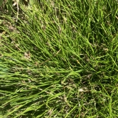 Schoenus apogon (Common Bog Sedge) at Corrowong, NSW - 2 Mar 2023 by BlackFlat