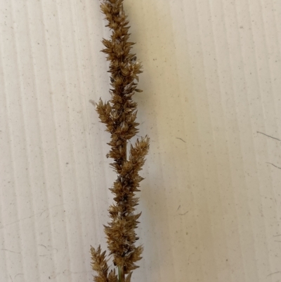 Carex appressa (Tall Sedge) at Corrowong, NSW - 2 Mar 2023 by BlackFlat