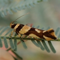 Macrobathra desmotoma ( A Cosmet moth) at Aranda Bushland - 27 Feb 2023 by CathB