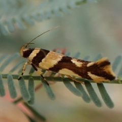 Macrobathra desmotoma ( A Cosmet moth) at Aranda Bushland - 28 Feb 2023 by CathB