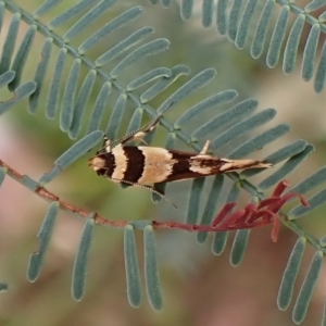 Macrobathra desmotoma at Molonglo Valley, ACT - 28 Feb 2023