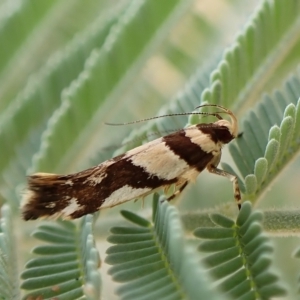 Macrobathra desmotoma at Molonglo Valley, ACT - 28 Feb 2023