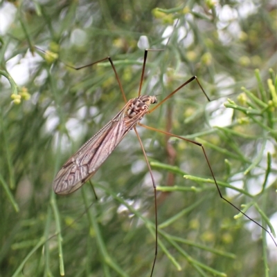 Tipulidae or Limoniidae (family) (Unidentified Crane Fly) at Aranda Bushland - 28 Feb 2023 by CathB