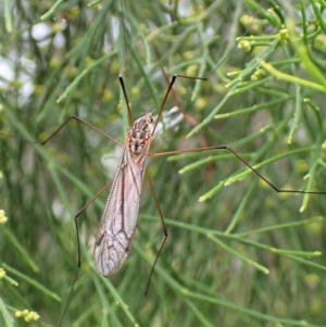 Tipulidae or Limoniidae (family) at Molonglo Valley, ACT - 28 Feb 2023