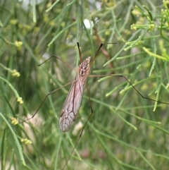 Tipulidae or Limoniidae (family) at Molonglo Valley, ACT - 28 Feb 2023 09:54 AM