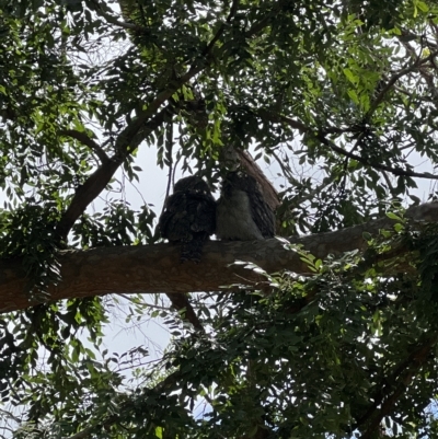 Podargus strigoides (Tawny Frogmouth) at Narrabundah, ACT - 2 Mar 2023 by Td