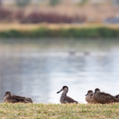 Malacorhynchus membranaceus (Pink-eared Duck) at Fyshwick, ACT - 1 Mar 2023 by ReeniRooMartinez