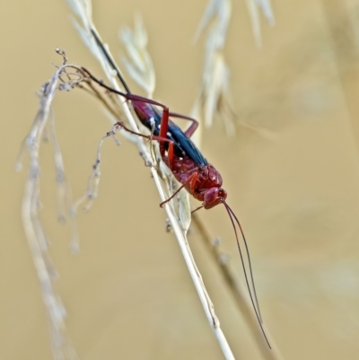 Lissopimpla excelsa (Orchid dupe wasp, Dusky-winged Ichneumonid) at Stromlo, ACT - 2 Mar 2023 by Kenp12