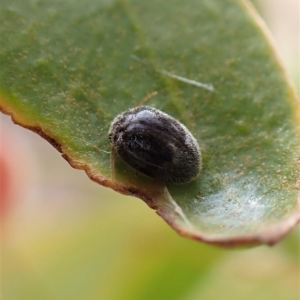 Coccinellidae (family) at Cook, ACT - 1 Mar 2023 09:45 AM