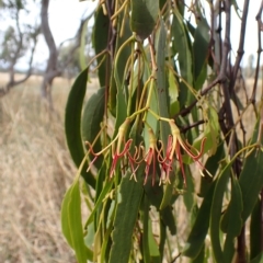 Amyema miquelii (Box Mistletoe) at Cook, ACT - 28 Feb 2023 by CathB