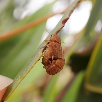 Cadmus sp. (genus) (Unidentified Cadmus leaf beetle) at Mount Painter - 28 Feb 2023 by CathB