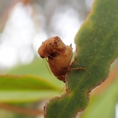 Cadmus sp. (genus) at Cook, ACT - 1 Mar 2023