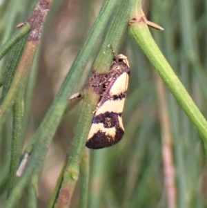 Olbonoma triptycha at Cook, ACT - 1 Mar 2023 10:09 AM