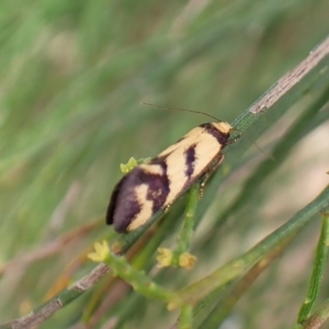 Olbonoma triptycha at Cook, ACT - 1 Mar 2023 10:09 AM