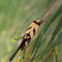 Olbonoma triptycha at Cook, ACT - 1 Mar 2023 10:09 AM