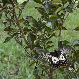 Papilio anactus at Murrumbateman, NSW - 2 Mar 2023 12:46 PM