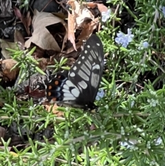 Papilio anactus at Murrumbateman, NSW - 2 Mar 2023