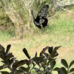 Papilio anactus at Murrumbateman, NSW - 2 Mar 2023 12:46 PM