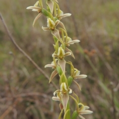 Prasophyllum petilum (Tarengo Leek Orchid) at Boorowa, NSW - 23 Oct 2022 by michaelb