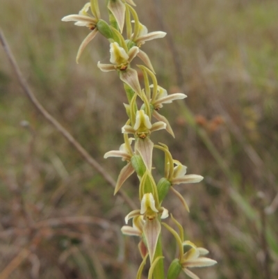 Prasophyllum petilum (Tarengo Leek Orchid) at Tarengo Reserve (Boorowa) - 23 Oct 2022 by michaelb